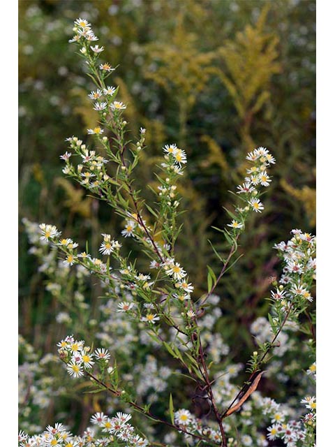 Symphyotrichum lanceolatum (Whitepanicle aster) #74403