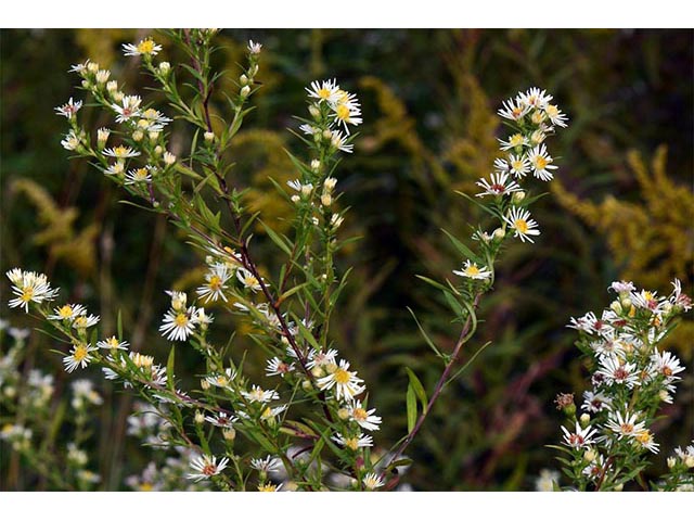 Symphyotrichum lanceolatum (Whitepanicle aster) #74405