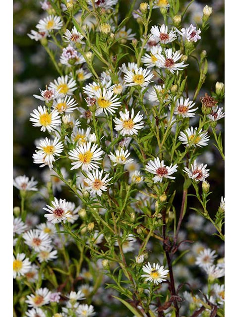 Symphyotrichum lanceolatum (Whitepanicle aster) #74408