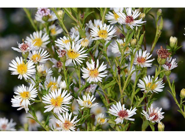 Symphyotrichum lanceolatum (Whitepanicle aster) #74409