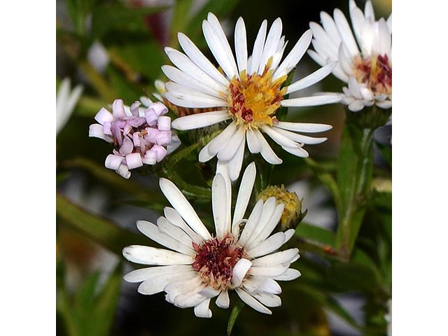 Symphyotrichum lanceolatum (Whitepanicle aster) #74410