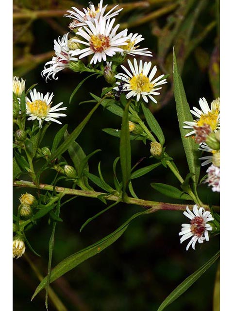 Symphyotrichum lanceolatum (Whitepanicle aster) #74413