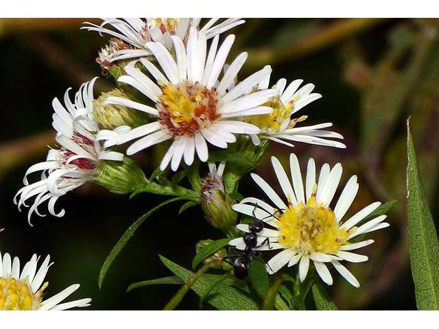 Symphyotrichum lanceolatum (Whitepanicle aster) #74414