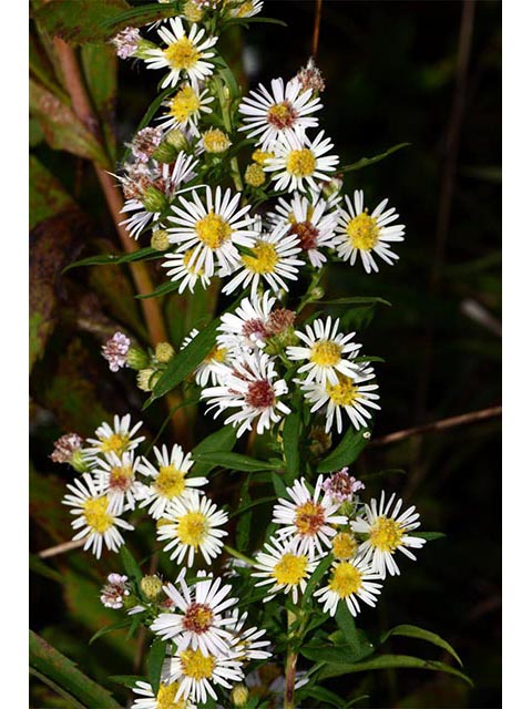 Symphyotrichum lanceolatum (Whitepanicle aster) #74415