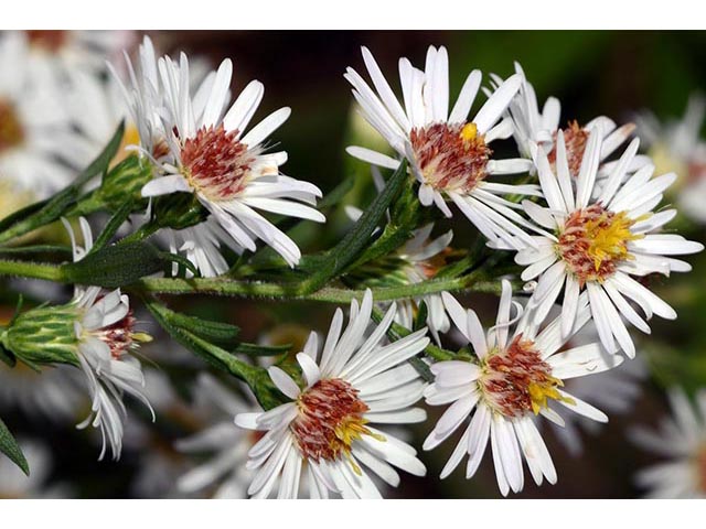 Symphyotrichum lanceolatum (Whitepanicle aster) #74417