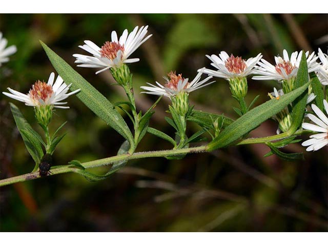 Symphyotrichum lanceolatum (Whitepanicle aster) #74418