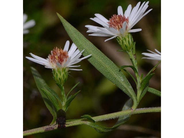 Symphyotrichum lanceolatum (Whitepanicle aster) #74419