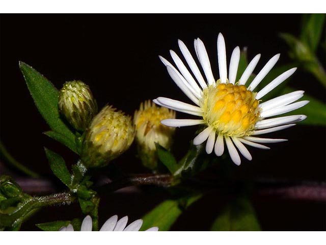 Symphyotrichum lanceolatum (Whitepanicle aster) #74422