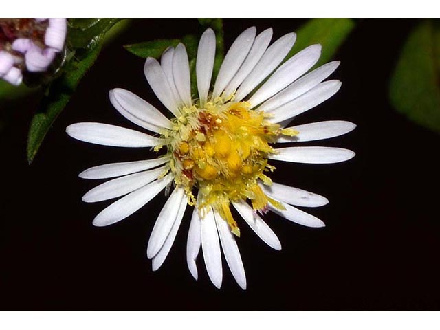 Symphyotrichum lanceolatum (Whitepanicle aster) #74423