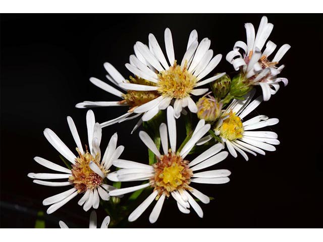 Symphyotrichum lanceolatum (Whitepanicle aster) #74424