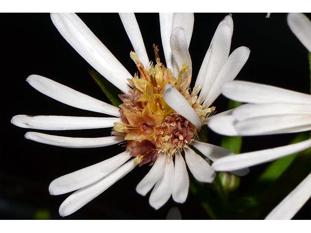 Symphyotrichum lanceolatum (Whitepanicle aster) #74425