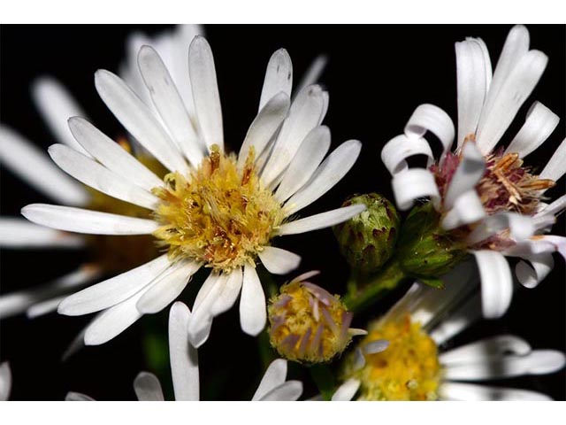 Symphyotrichum lanceolatum (Whitepanicle aster) #74429