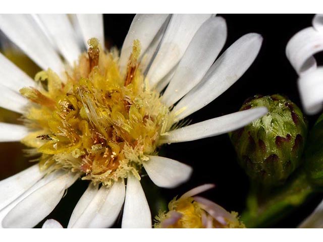 Symphyotrichum lanceolatum (Whitepanicle aster) #74430