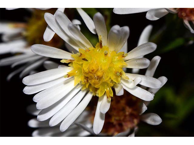 Symphyotrichum lanceolatum (Whitepanicle aster) #74431