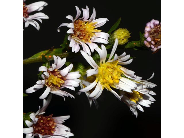 Symphyotrichum lanceolatum (Whitepanicle aster) #74434