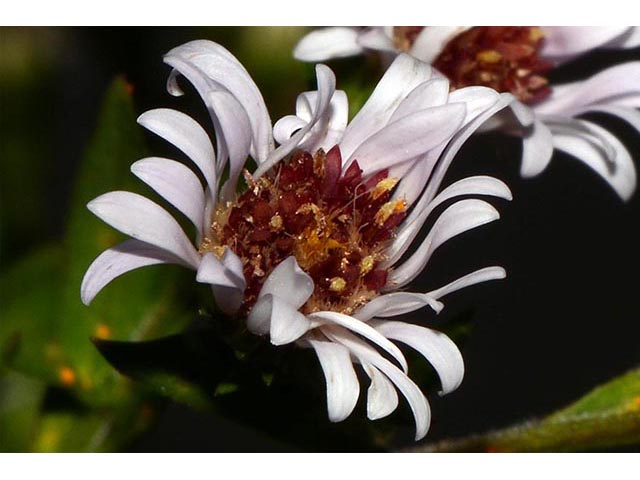 Symphyotrichum lanceolatum (Whitepanicle aster) #74435