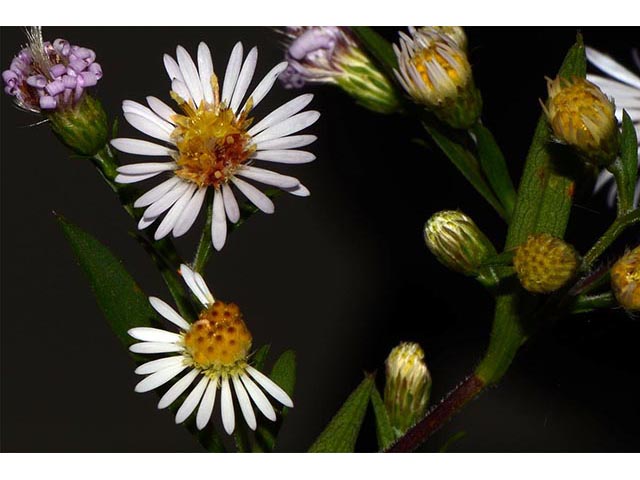 Symphyotrichum lanceolatum (Whitepanicle aster) #74437