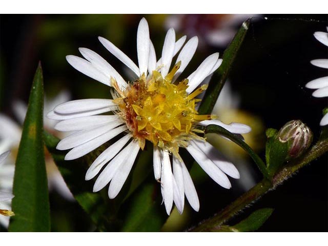 Symphyotrichum lanceolatum (Whitepanicle aster) #74439