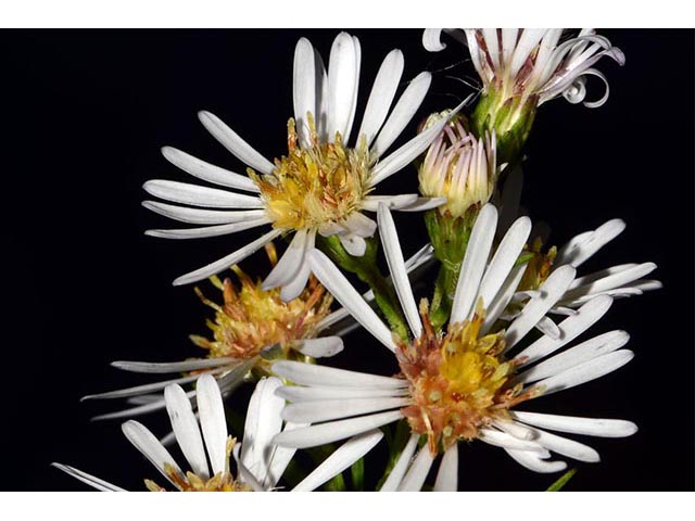 Symphyotrichum lanceolatum (Whitepanicle aster) #74441