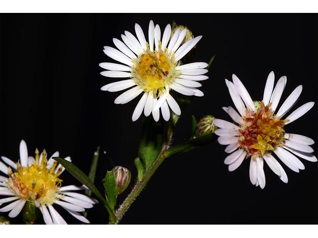 Symphyotrichum lanceolatum (Whitepanicle aster) #74442