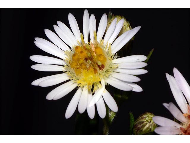 Symphyotrichum lanceolatum (Whitepanicle aster) #74443