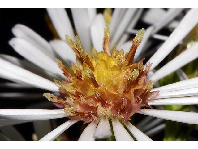 Symphyotrichum lanceolatum (Whitepanicle aster) #74446