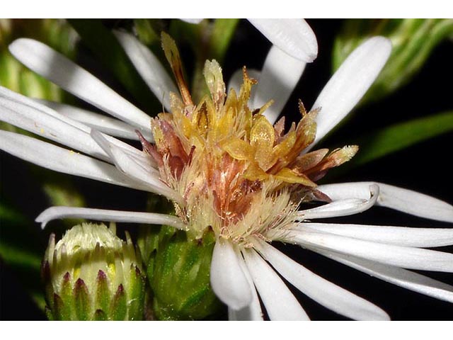 Symphyotrichum lanceolatum (Whitepanicle aster) #74447