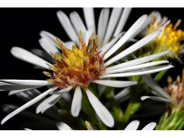 Symphyotrichum lanceolatum (Whitepanicle aster) #74448