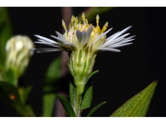 Symphyotrichum lanceolatum (Whitepanicle aster) #74452