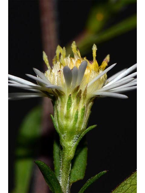 Symphyotrichum lanceolatum (Whitepanicle aster) #74453