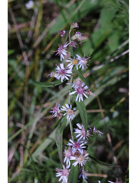 Symphyotrichum lateriflorum (Calico aster) #74464