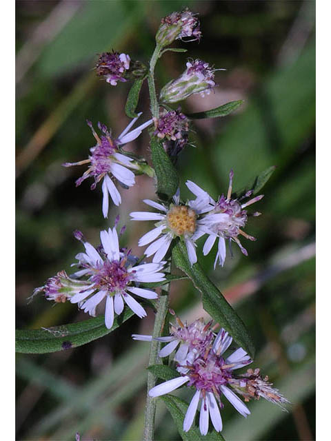 Symphyotrichum lateriflorum (Calico aster) #74465