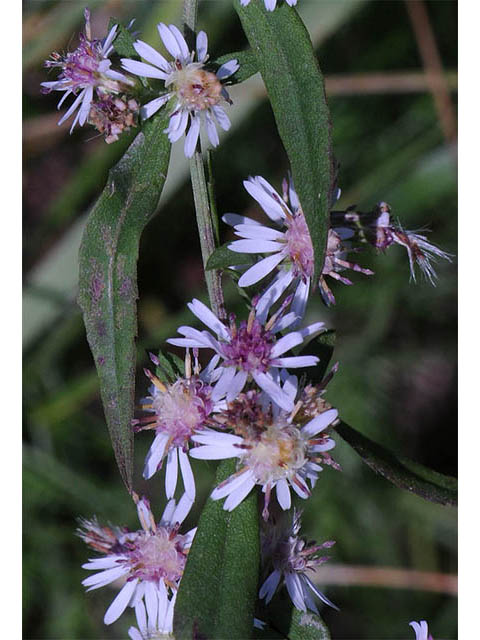 Symphyotrichum lateriflorum (Calico aster) #74466