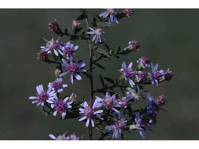 Symphyotrichum lateriflorum (Calico aster) #74467