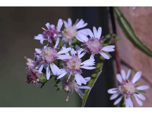 Symphyotrichum lateriflorum (Calico aster) #74468