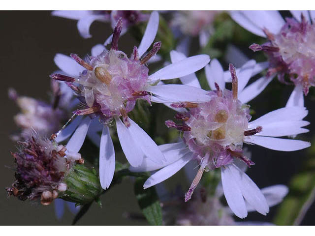 Symphyotrichum lateriflorum (Calico aster) #74469