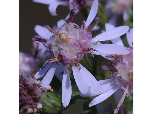 Symphyotrichum lateriflorum (Calico aster) #74470