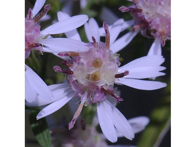 Symphyotrichum lateriflorum (Calico aster) #74471