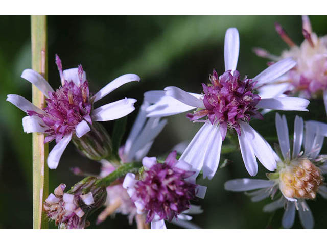 Symphyotrichum lateriflorum (Calico aster) #74472