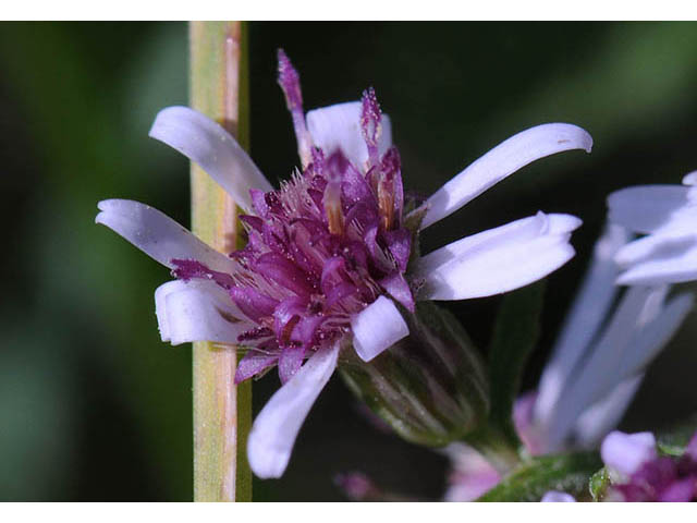 Symphyotrichum lateriflorum (Calico aster) #74473