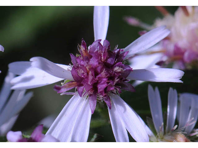 Symphyotrichum lateriflorum (Calico aster) #74474