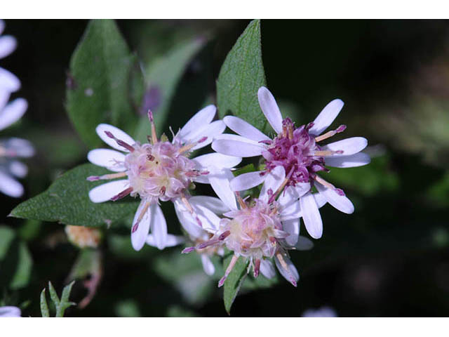 Symphyotrichum lateriflorum (Calico aster) #74475