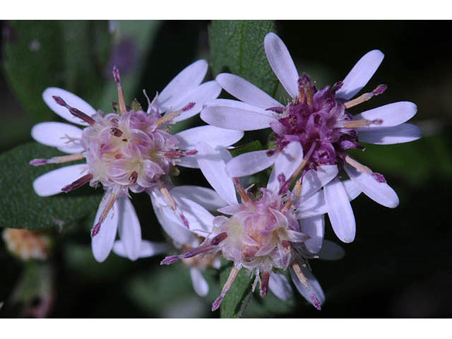 Symphyotrichum lateriflorum (Calico aster) #74476