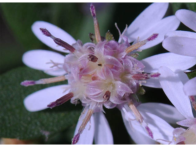 Symphyotrichum lateriflorum (Calico aster) #74477