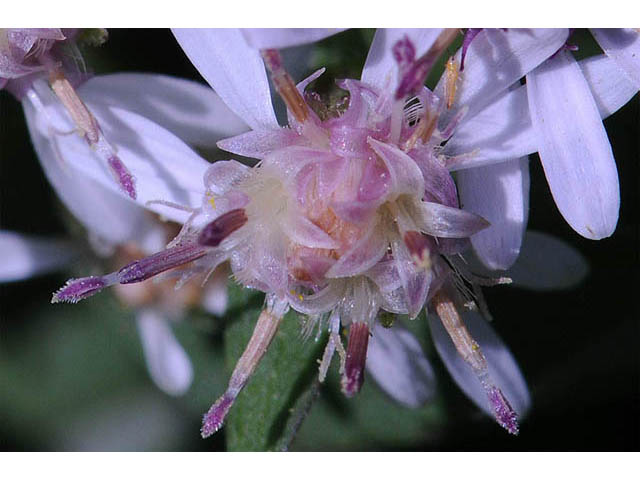 Symphyotrichum lateriflorum (Calico aster) #74478