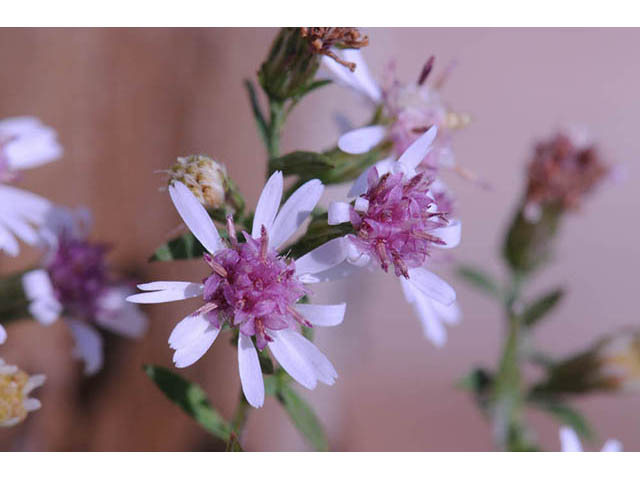 Symphyotrichum lateriflorum (Calico aster) #74479