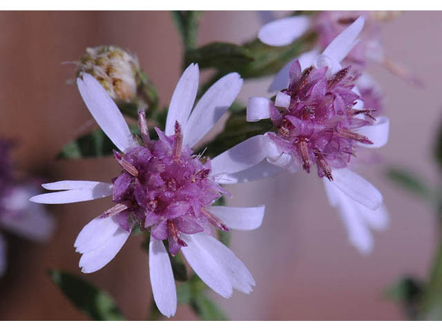 Symphyotrichum lateriflorum (Calico aster) #74480