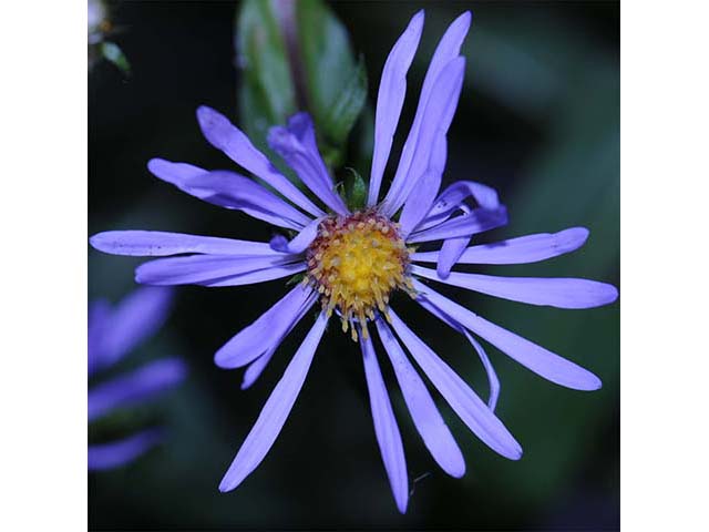 Symphyotrichum novi-belgii var. novi-belgii (New york aster) #74559