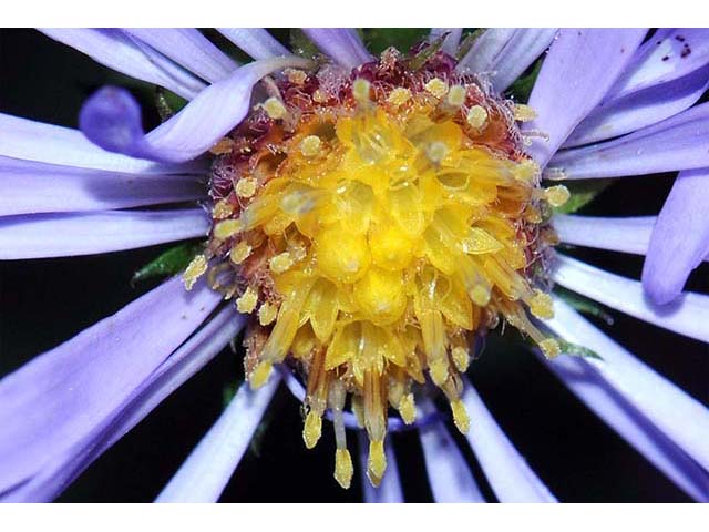 Symphyotrichum novi-belgii var. novi-belgii (New york aster) #74566