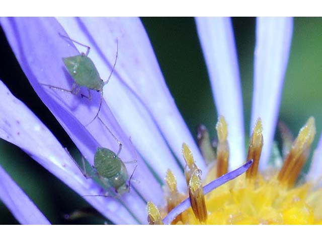 Symphyotrichum novi-belgii var. novi-belgii (New york aster) #74567